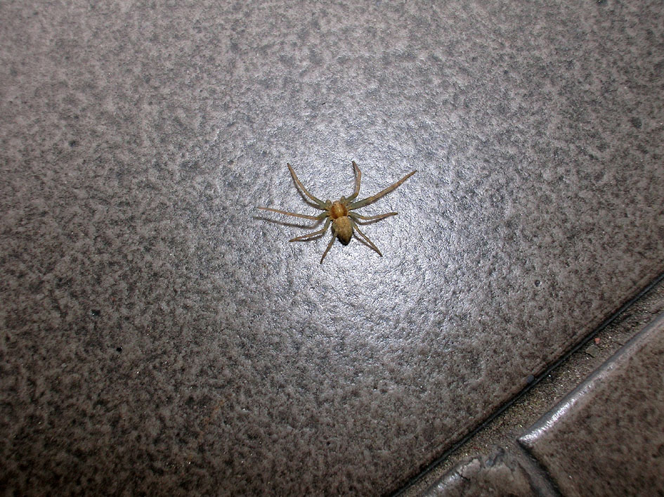 Achaearanea tepidariorum e ?